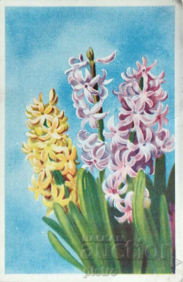 Russia Postcard Flowers Hyacinths. Hyacinthe. Hyacinths.