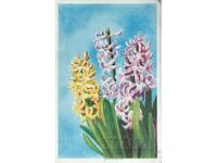 Русия Пощенска картичка Цветя Зюмбюли. Hyacinthe. Hyacinths.
