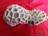 Fossil, Ocean CORAL