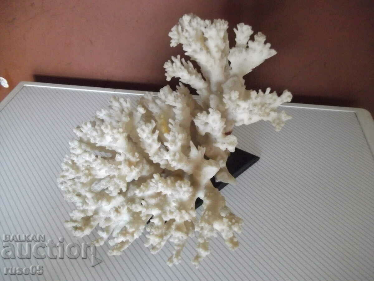 Coral - 1 cu preț 50.00 BGN | € 25.56 Coral - 1 cu preț 50.00 BGN | € 25.56