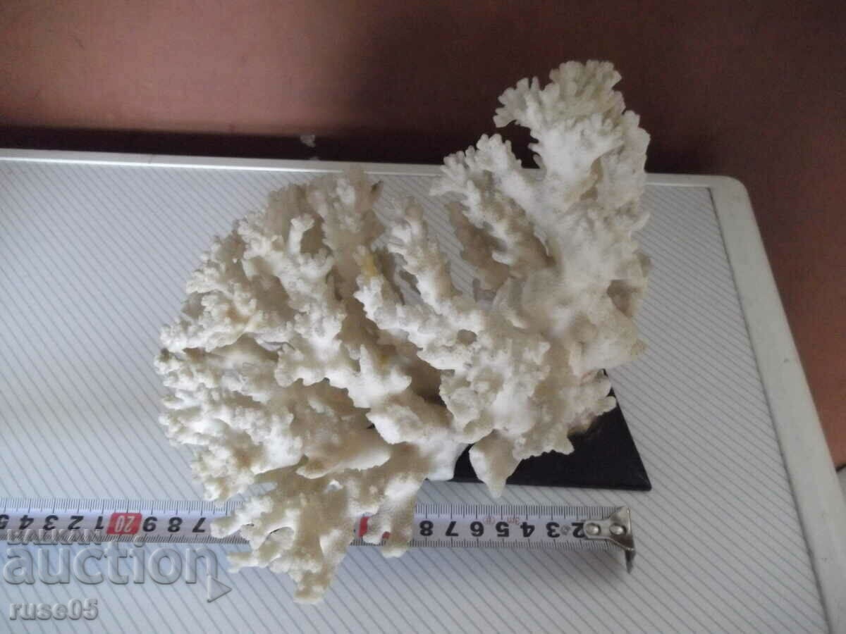 Licitație Coral - 1 Licitație Coral - 1