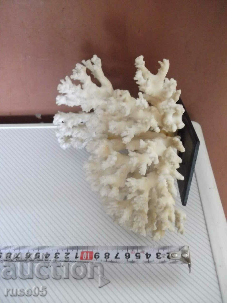 Livrarea Coral - 1 Livrarea Coral - 1