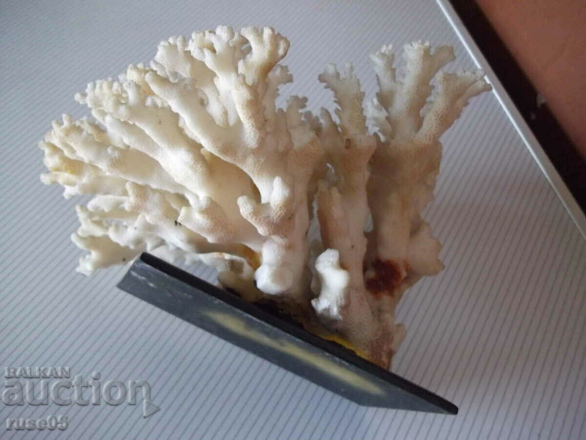 Coral - 1 - 5 Coral - 1 - 5