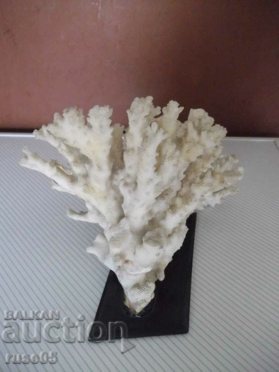 Coral - 1 - 6 Coral - 1 - 6