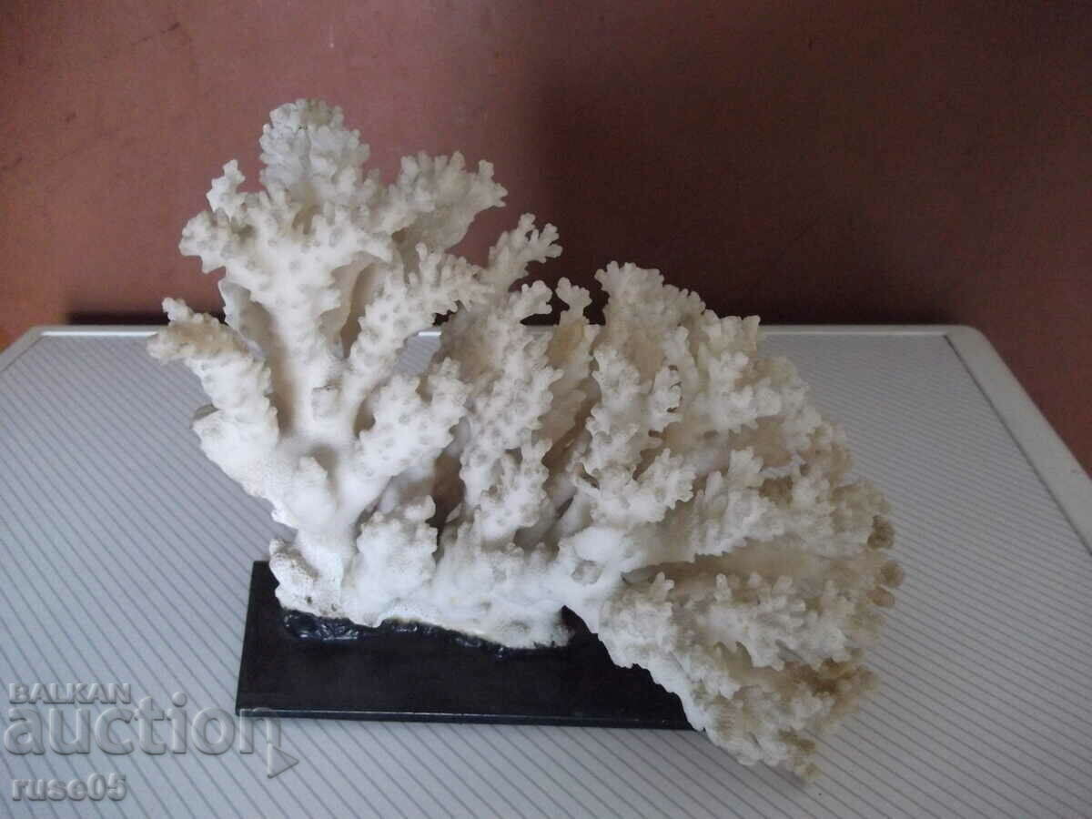 Coral - 1 - 7 Coral - 1 - 7