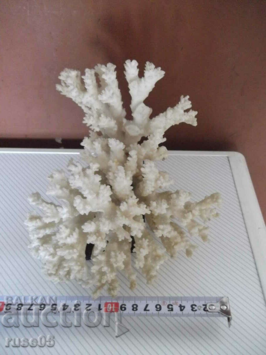 Coral - 1