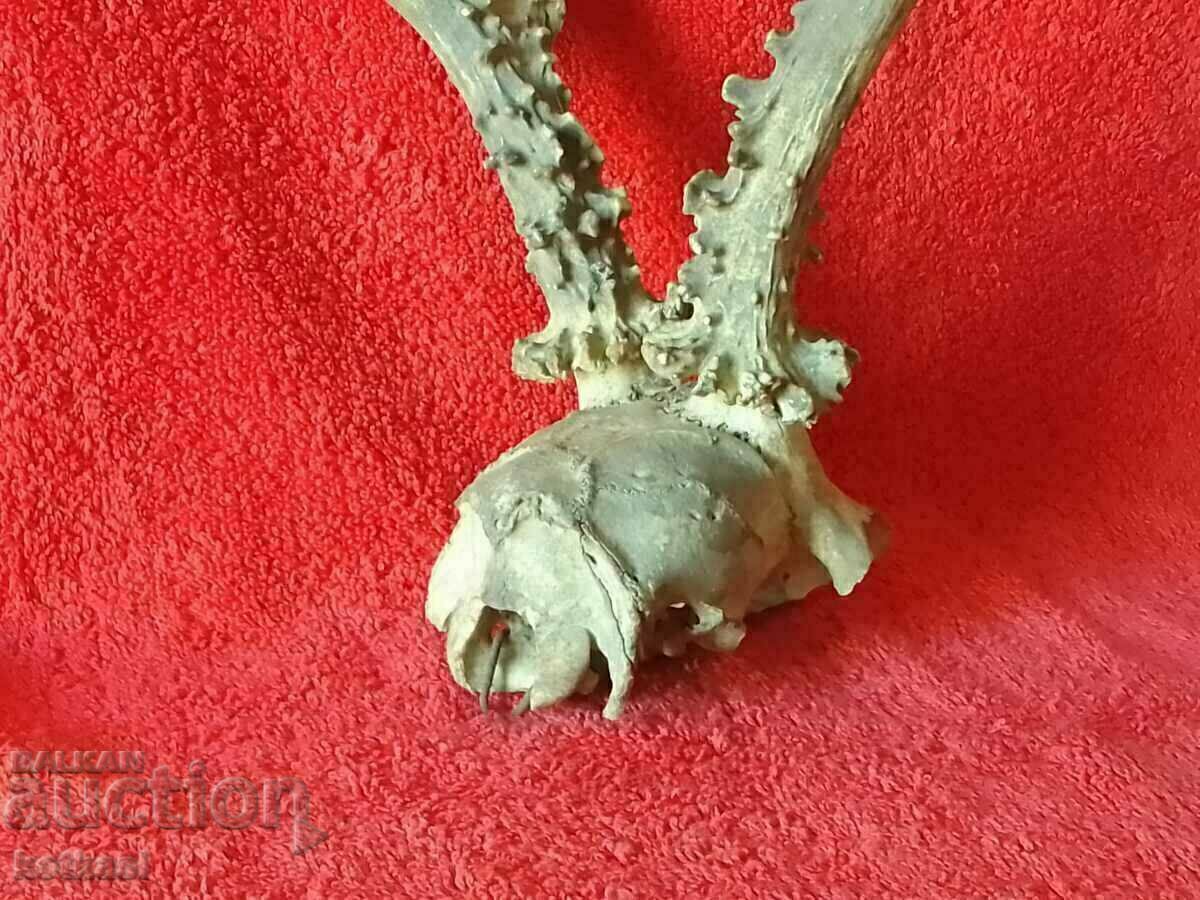 Hunting trophy Roe deer Antlers skull with price 41.00 BGN | € 20.96 Hunting trophy Roe deer Antlers skull with price 41.00 BGN | € 20.96