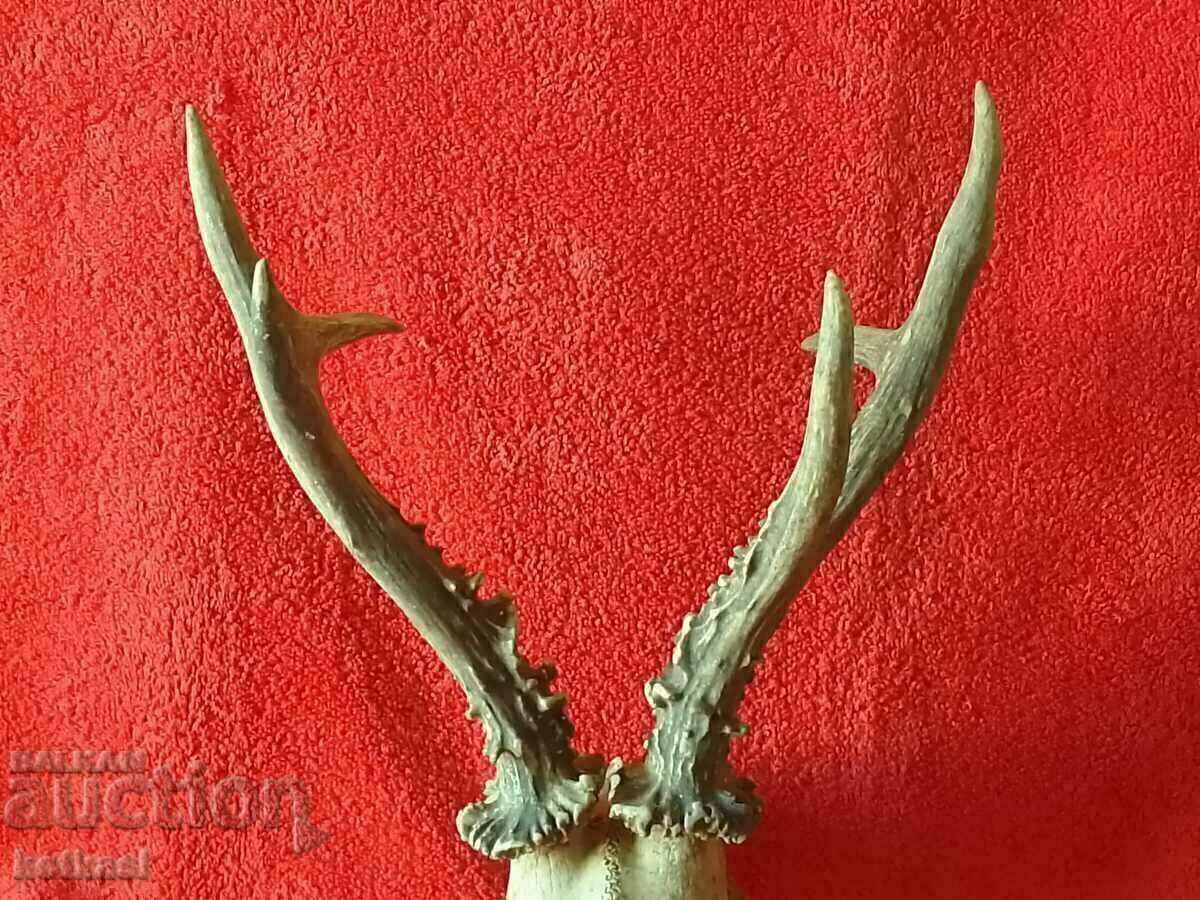 Delivery of Hunting trophy Roe deer Antlers skull Delivery of Hunting trophy Roe deer Antlers skull
