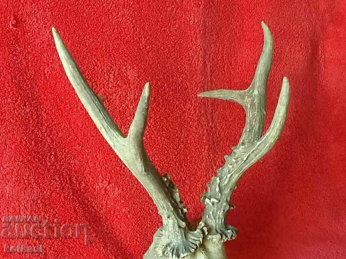 Hunting trophy Roe deer Antlers skull - 5 Hunting trophy Roe deer Antlers skull - 5