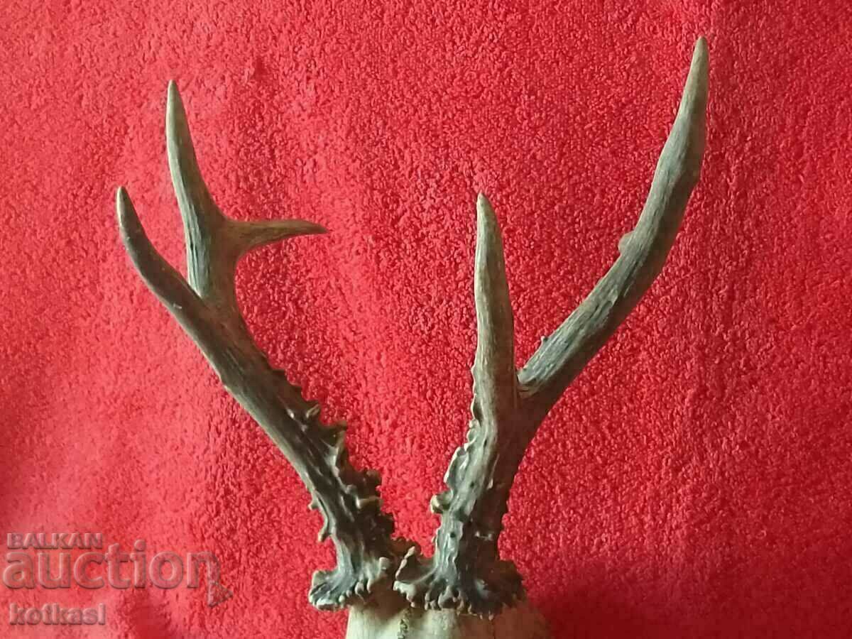 Hunting trophy Roe deer Antlers skull - 6 Hunting trophy Roe deer Antlers skull - 6