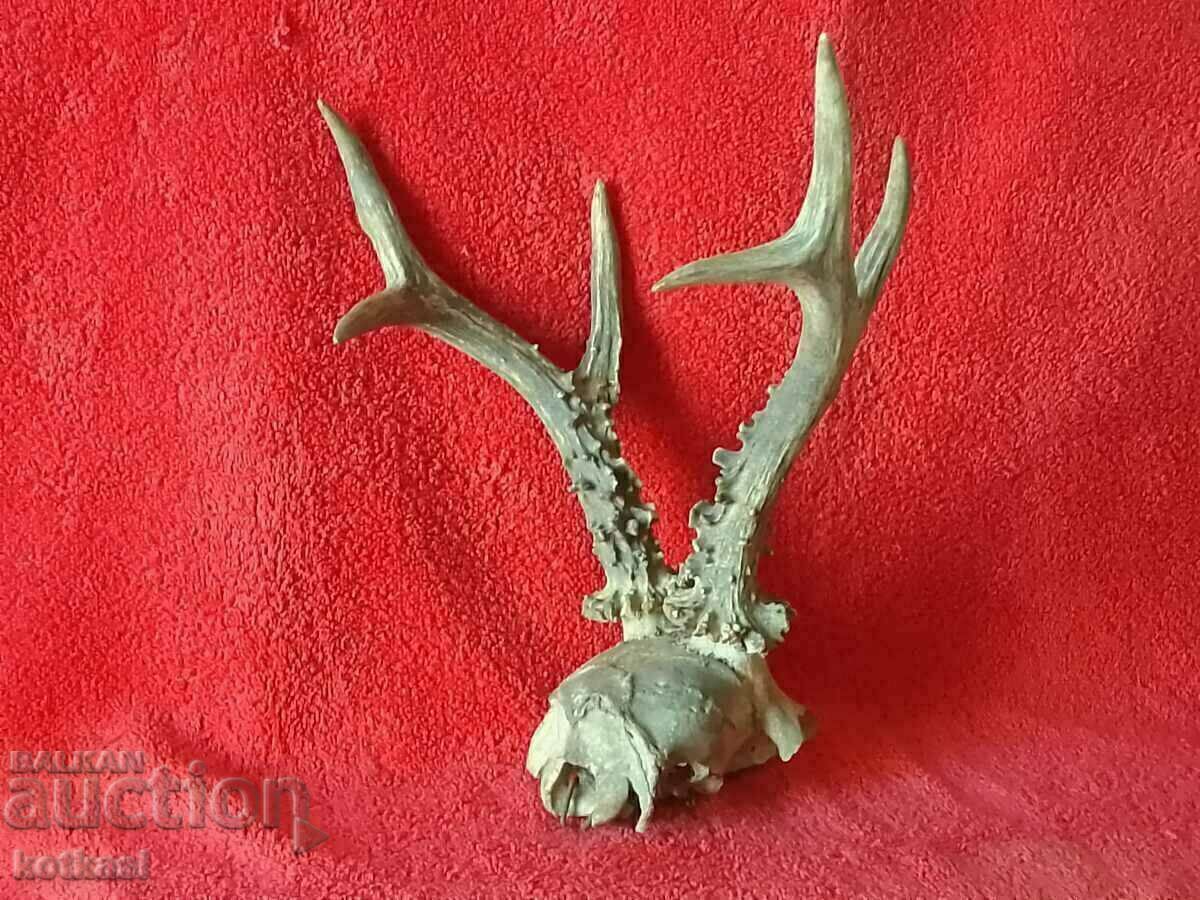 Hunting trophy Roe deer Antlers skull - 7 Hunting trophy Roe deer Antlers skull - 7