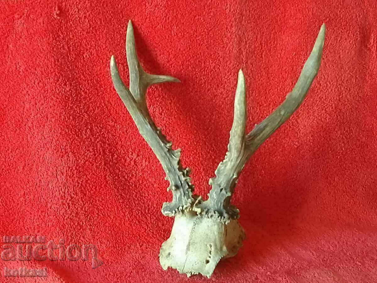 Hunting trophy Roe deer Antlers skull Hunting trophy Roe deer Antlers skull