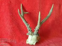 Hunting trophy Roe deer Antlers skull