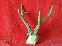 Hunting trophy Roe deer Antlers skull