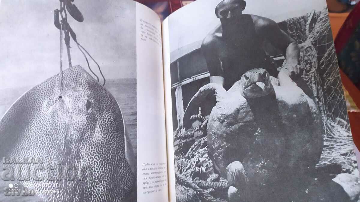 Under the stars of the Southern Cross, Petar Kolarov, many photos - 6