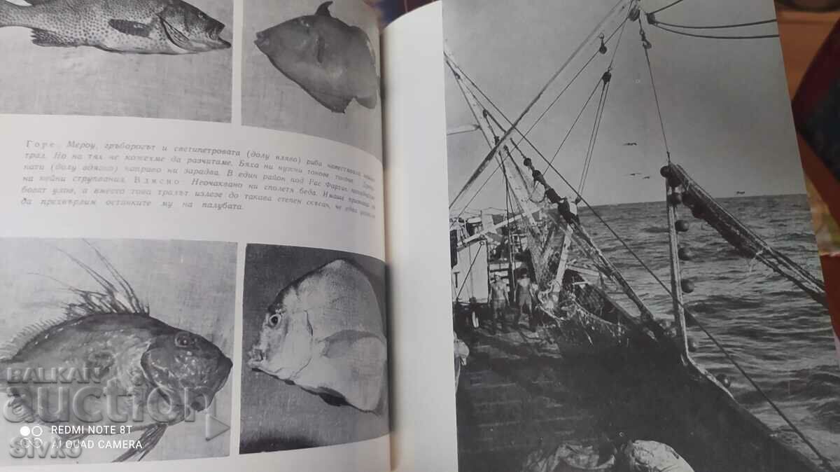 Under the stars of the Southern Cross, Petar Kolarov, many photos - 7