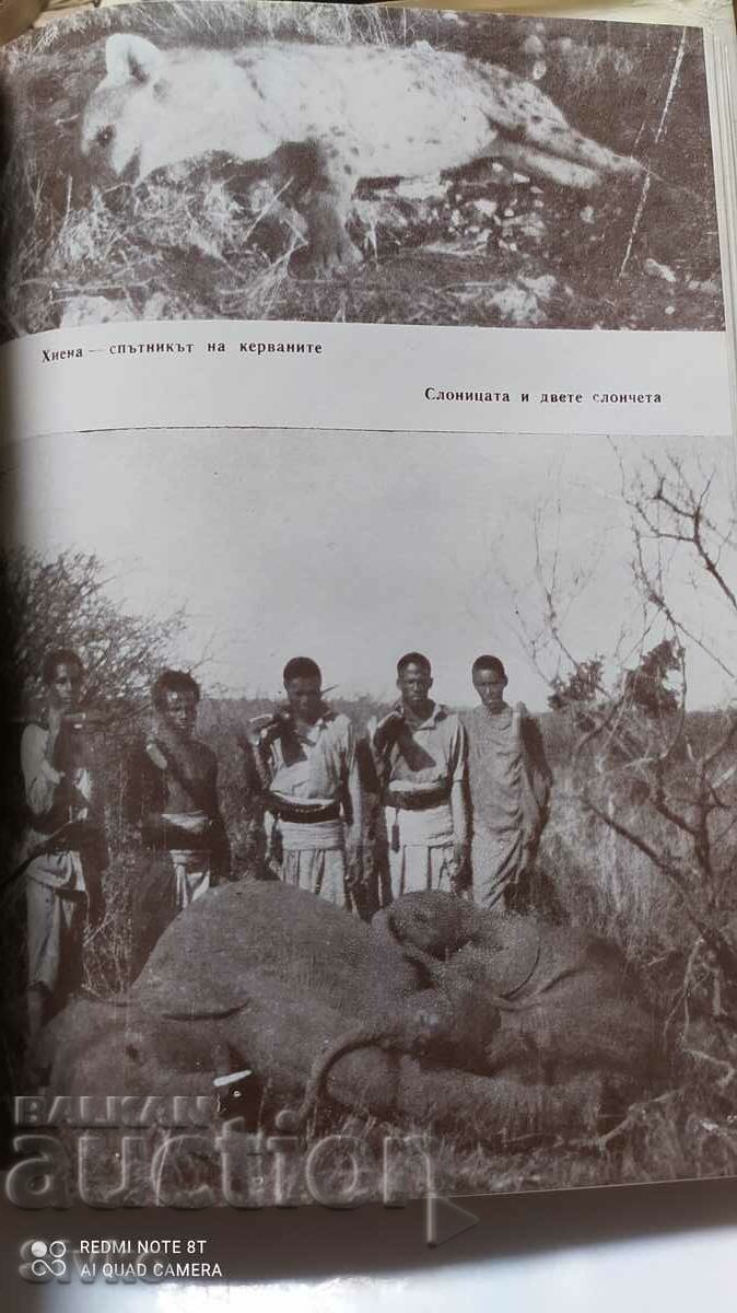 My last elephant hunt, Nikola Deliradev, many photos - 6 My last elephant hunt, Nikola Deliradev, many photos - 6