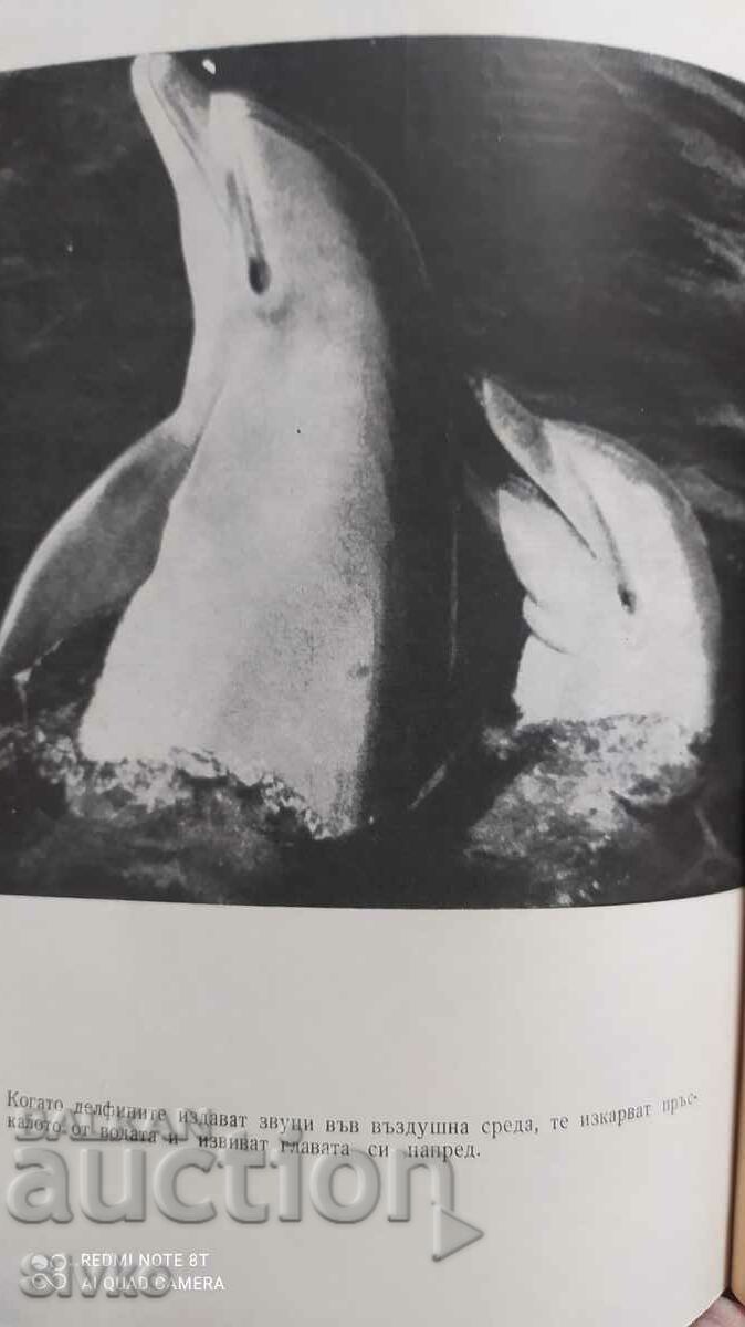 Auction The Man and the Dolphin, John Lilly, many pictures Auction The Man and the Dolphin, John Lilly, many pictures