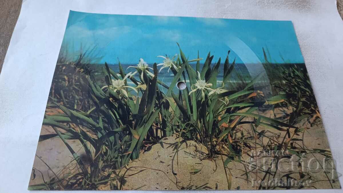 Gramophone record Flowers on sand dunes VTV 10113