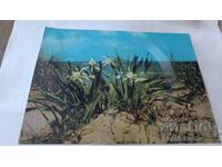 Грамофонна плоча Цветя върху пясъчни дюни ВТВ 10113