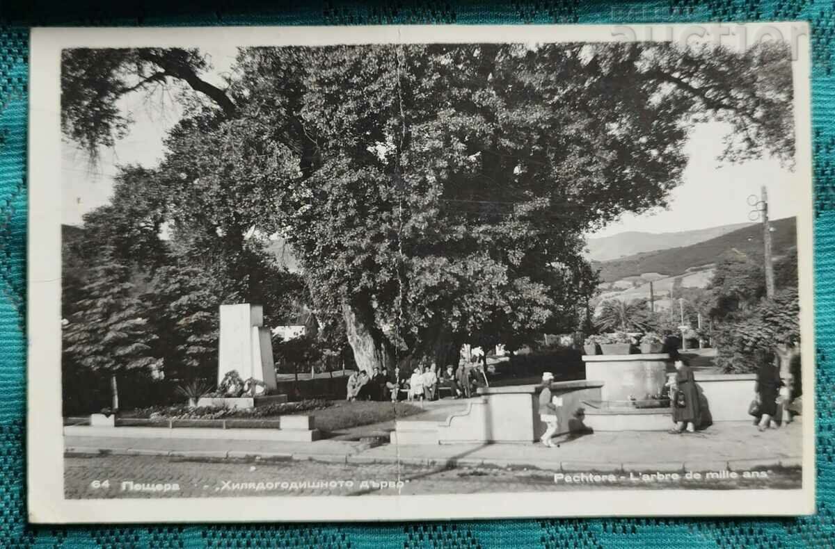 България Пощенска картичка 1959г. Пещера  & Pachtera Хиля...