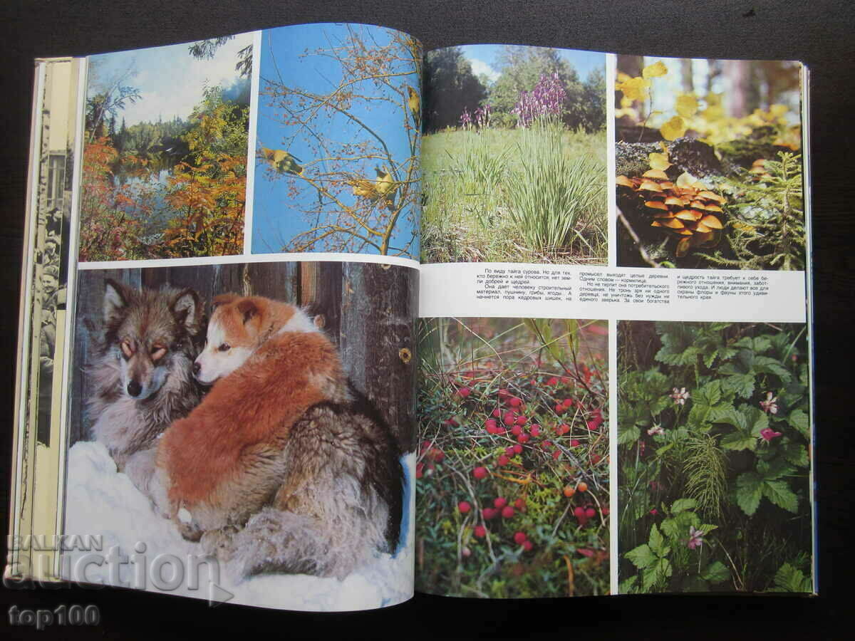 SIBERIAN GIRL - FLOWER ALBUM 1986 BZC !!! with price 20.00 BGN | € 10.23 SIBERIAN GIRL - FLOWER ALBUM 1986 BZC !!! with price 20.00 BGN | € 10.23