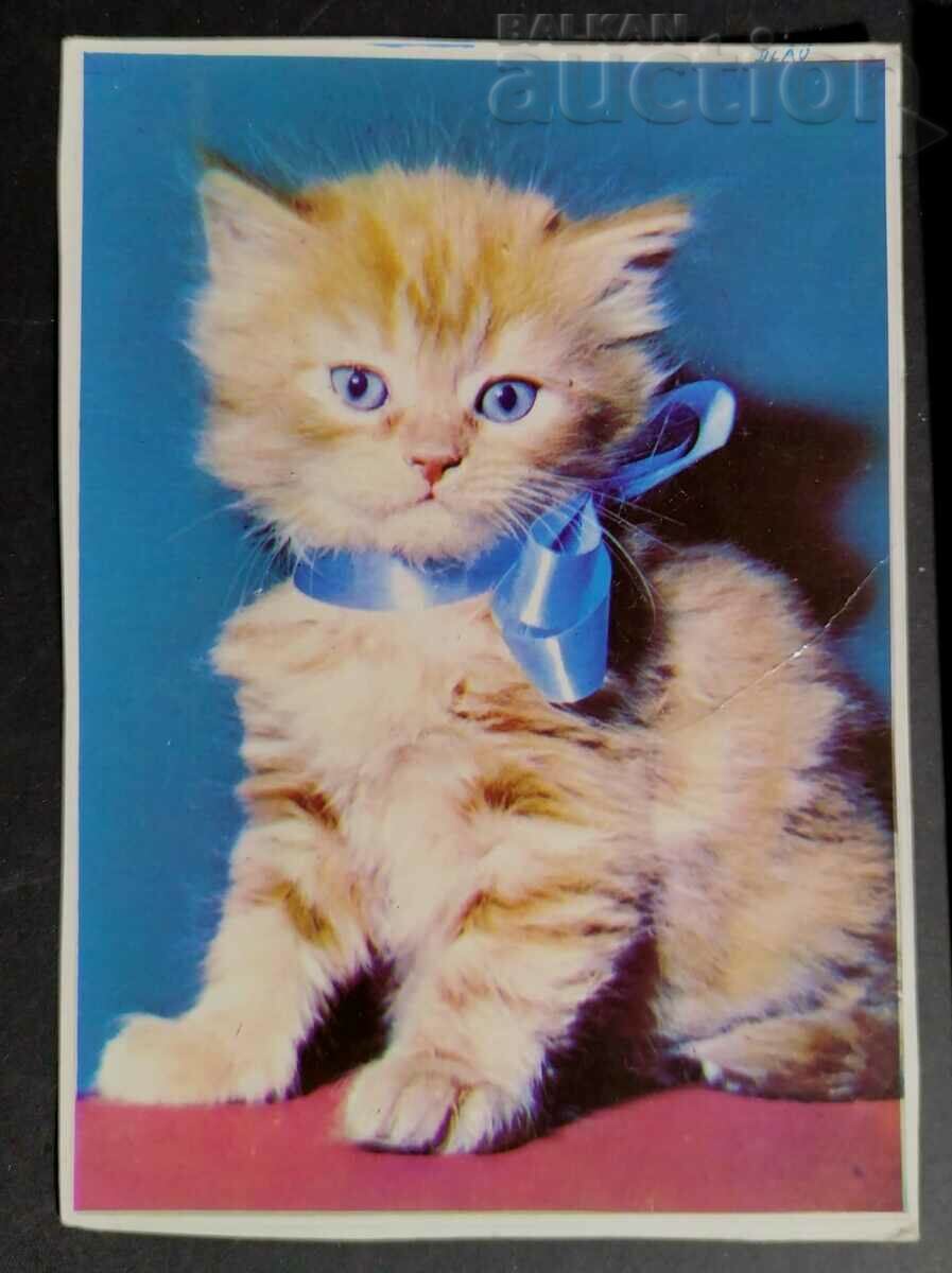 Postcard & Little kitten with ribbon