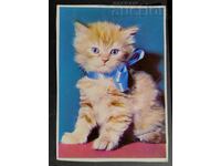 Пощенска картичка & Малко котенце с панделка