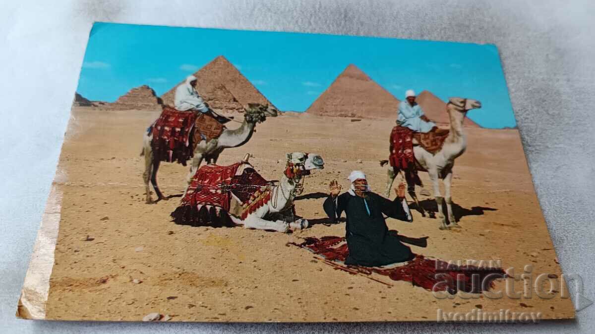 П К Giza Arab Camelriders in front of the Pyranids 1981