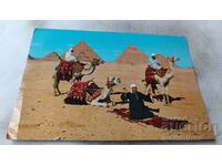 P K Giza Arab Camelriders μπροστά από τις Pyranids 1981