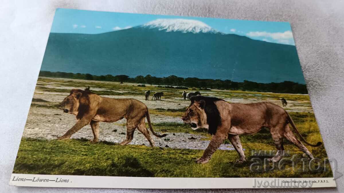 Пощенска картичка Lions