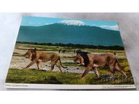 Καρτ ποστάλ λιοντάρια