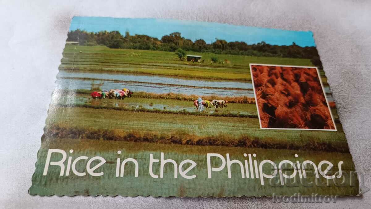 P. K. Filipine Peisaj tipic în câmpiile centrale Luzon