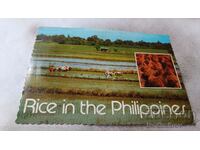 P. K. Filipine Peisaj tipic în câmpiile centrale Luzon
