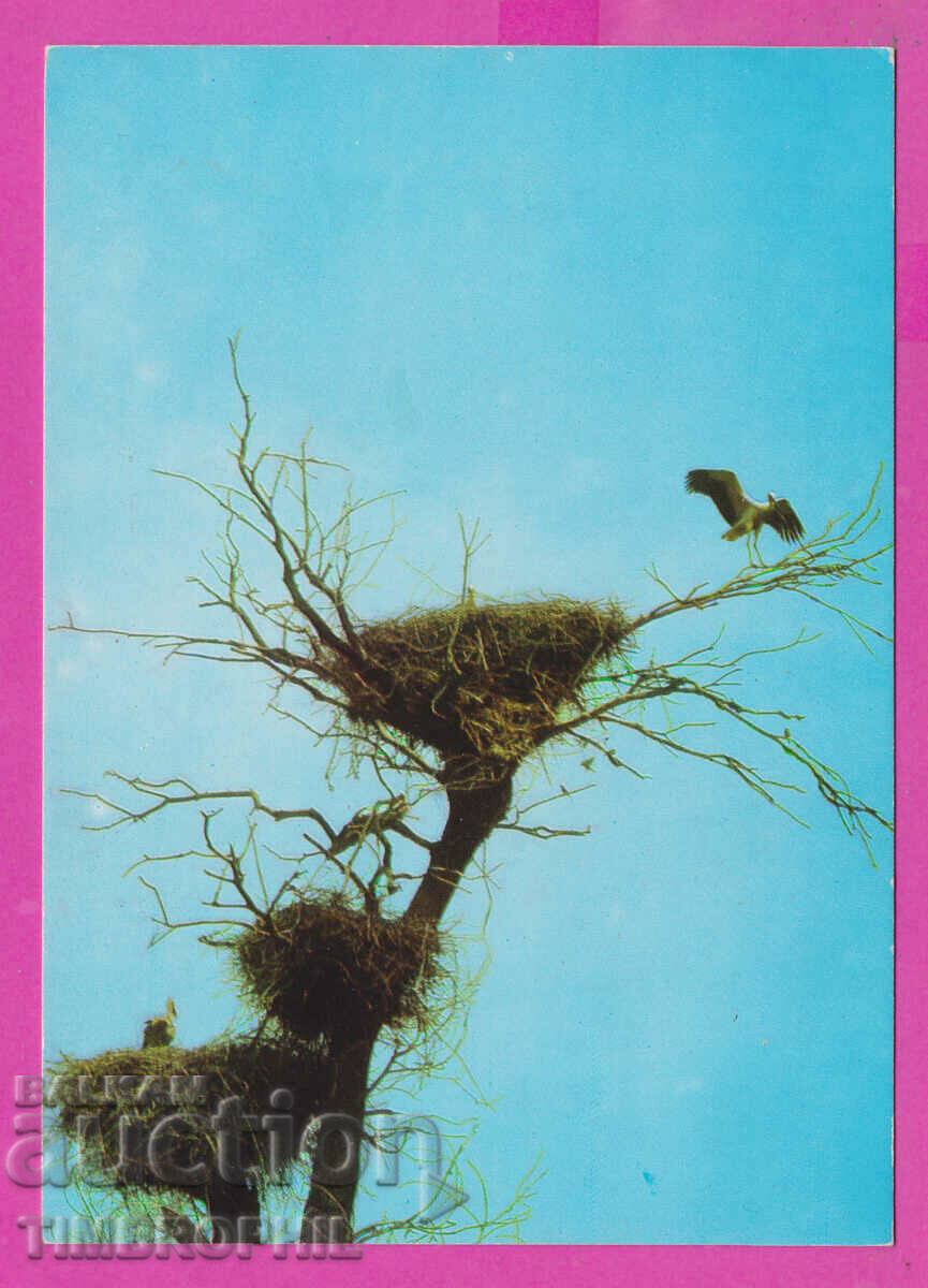 Auction  311493 / Tree with three stork nests 1973 PK Fotoizdat