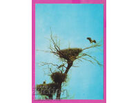 311493 / Дърво с три гнезда на щъркели 1973 ПК Фотоиздат