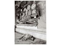 ΠΑΛΑΙΑ ΦΩΤΟΓΡΑΦΙΑ ΘΕΑ ΔΡΟΜΟΥ ΜΕ ΜΕΓΕΘΟΣ ΣΚΥΛΟΥ ~23,5 x 17 cm D866
