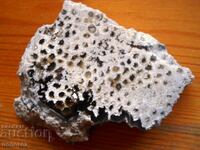 Corallite - rare (perfect polish)