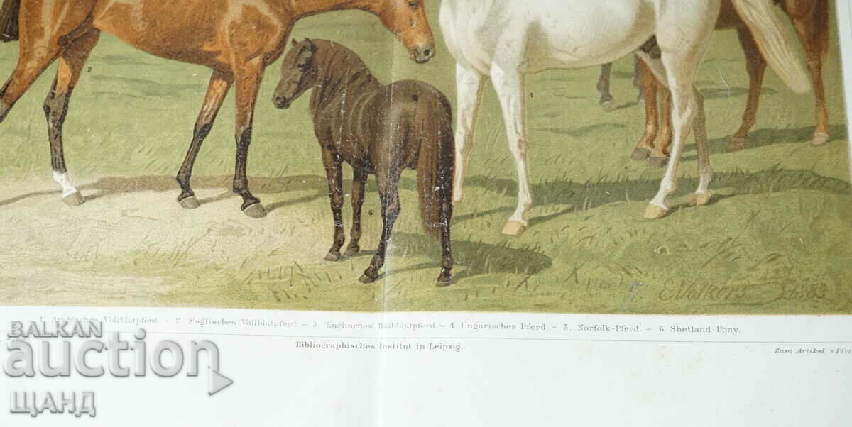 1900 Litografia Rase de cai cu preț 10.00 BGN | € 5.11 1900 Litografia Rase de cai cu preț 10.00 BGN | € 5.11