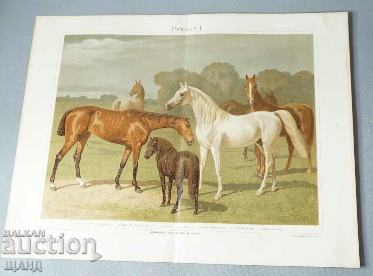 1900 Lithograph Breeds of Horses