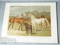 1900 Lithograph Breeds of Horses