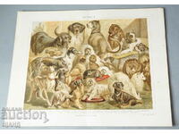 1900 Lithograph types of dog breeds