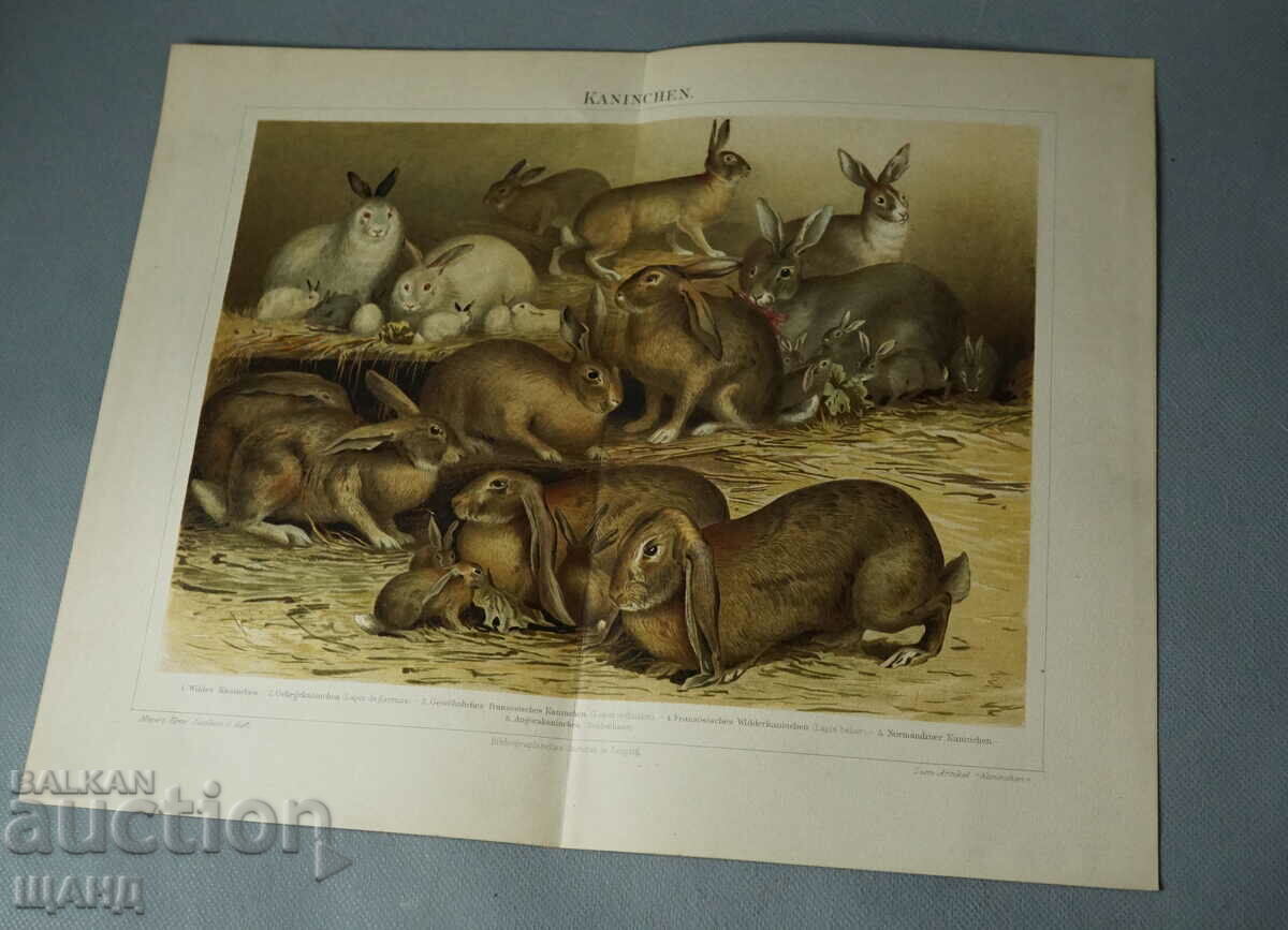 1900 Lithograph types of rabbit breeds