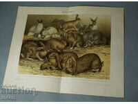 1900 Литография видове породи зайци
