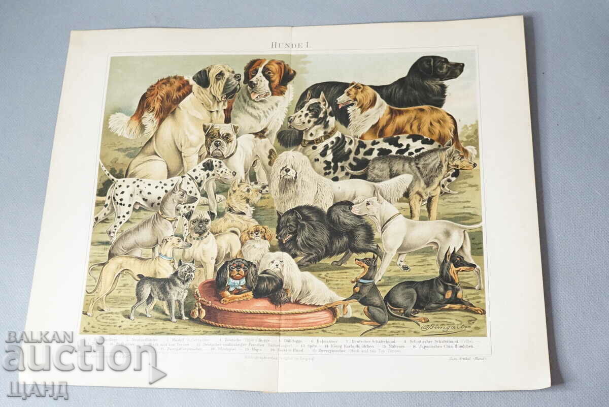 1900 Lithograph types of dog breeds