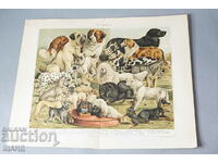 1900 Литография видове породи кучета