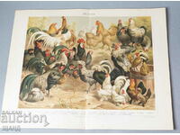 1900 Lithograph types breeds of roosters