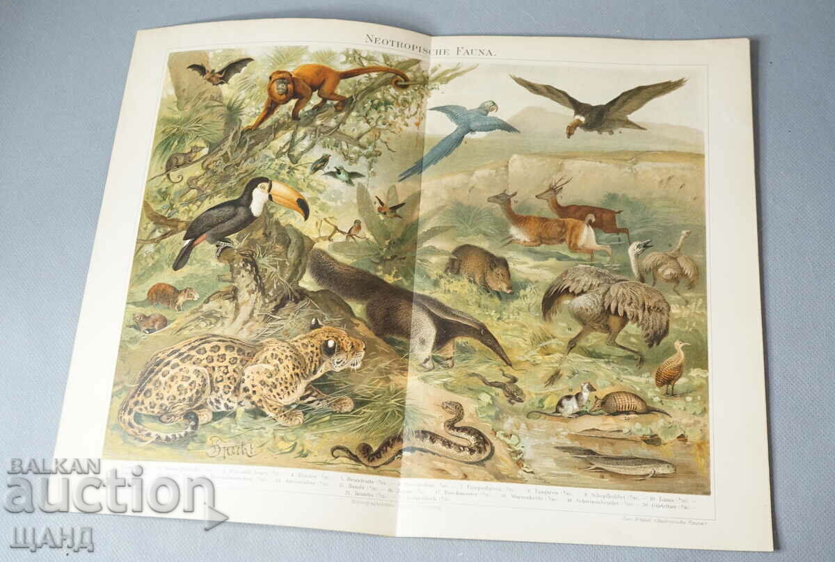 1900 Литография видове живони фауна