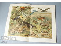 1900 Litografia specii de faună