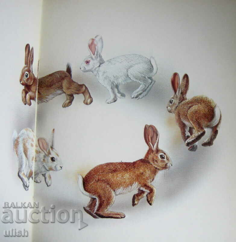 1975 Japan series Nature children's book rabbit with price 20.00 BGN | € 10.23 1975 Japan series Nature children's book rabbit with price 20.00 BGN | € 10.23